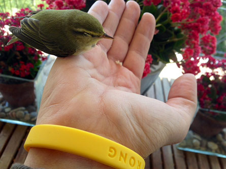 290514 Ακροβάτης